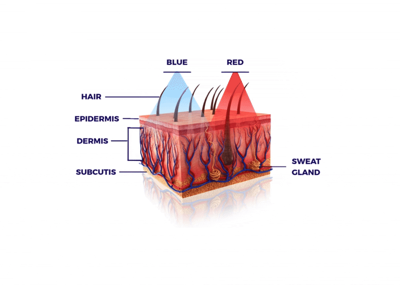 diagram_GIF_NEW_2_LATES.gif